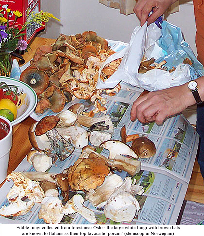 Edible funghi collected near Oslo